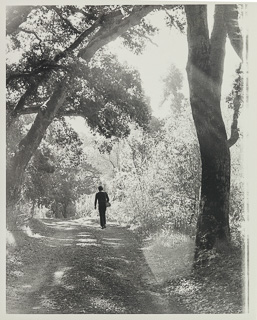 A student walking toward the oak grove, undated