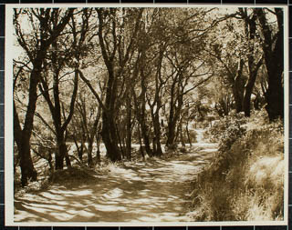 Sylvan Walk, 1928